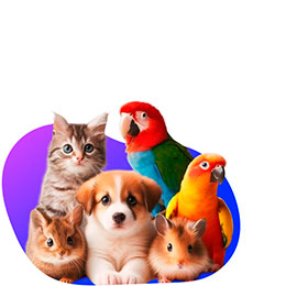 Cats, dogs, birds, fishes, and other animals in Sydney, Melbourne, Brisbane, Ballarat, and other cities of Australia