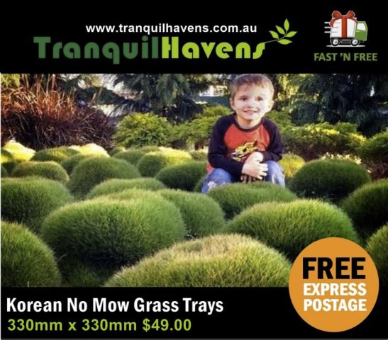 No Mow Grass Trays Zoysia Tenuifolia Free Post 49.00 per Tray