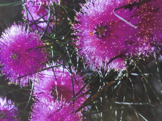 . . . Immediate Start , Private, Eastern Suburbs